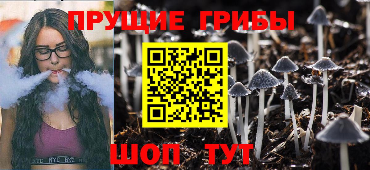 Галлюциногенные грибы Psilocybine cubensis Саяногорск